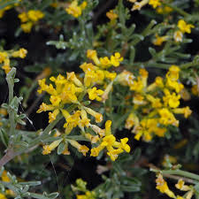 Attēlu rezultāti vaicājumam “Anthyllis maritima flower”