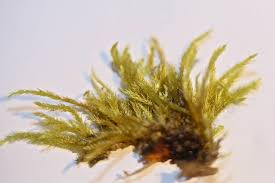 Attēlu rezultāti vaicājumam “Brachythecium salebrosum”