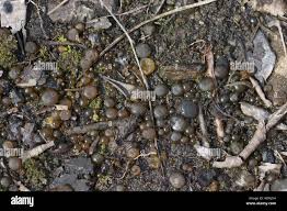 Attēlu rezultāti vaicājumam “Nostoc pruniforme macro”