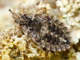 Attēlu rezultāti vaicājumam “Aradus betulae”