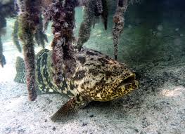 Image result for Epinephelus itajara