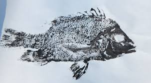 「魚拓」的圖片搜尋結果