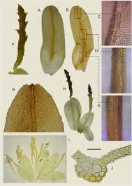 Attēlu rezultāti vaicājumam “Syntrichia”