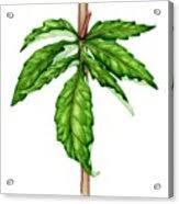 Attēlu rezultāti vaicājumam “Eupatorium cannabinum leaf”