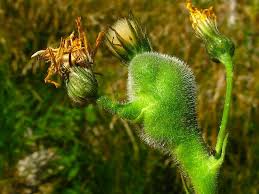 Attēlu rezultāti vaicājumam “Aulacidea hieracii”