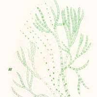 Attēlu rezultāti vaicājumam “Chaetophora pisiformis”