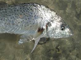 Image result for Pomadasys commersonnii