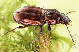 Attēlu rezultāti vaicājumam “Pterostichus aterrimus”