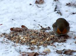 Attēlu rezultāti vaicājumam “Erithacus rubecula nest”