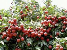 Image result for Litchi chinensis
