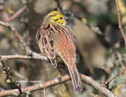 Attēlu rezultāti vaicājumam “Emberiza citrinella male”