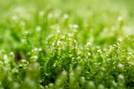 Attēlu rezultāti vaicājumam “Calliergonella lindbergii”