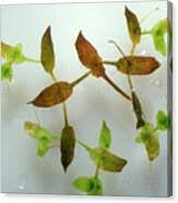 Attēlu rezultāti vaicājumam “Lemna trisulca”