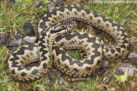 Attēlu rezultāti vaicājumam “Vipera berus adult”