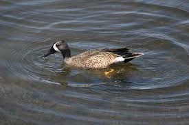 Image result for Anas discors