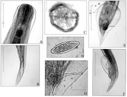 Attēlu rezultāti vaicājumam “Gulielmina vermicularis sessile”