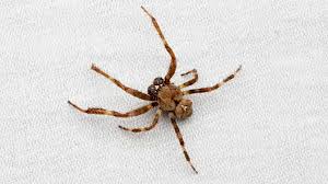 Attēlu rezultāti vaicājumam “Araneus angulatus”