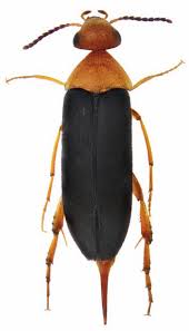 Attēlu rezultāti vaicājumam “Thecabius affinis imago”