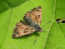 Attēlu rezultāti vaicājumam “Carcharodus floccifera upperside”