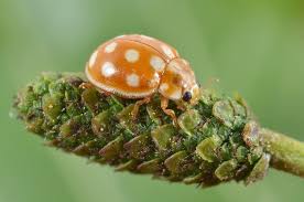 Attēlu rezultāti vaicājumam “Calvia quatuordecimguttata”