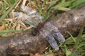 Attēlu rezultāti vaicājumam “Leucorrhinia dubia”