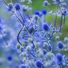 Attēlu rezultāti vaicājumam “Eryngium planum flower”