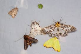 Attēlu rezultāti vaicājumam “Neocudoniella albiceps”