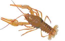 Attēlu rezultāti vaicājumam “Astacus leptodactylus”