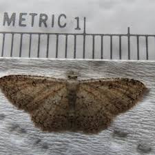 Attēlu rezultāti vaicājumam “Cyclophora pendularia”