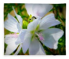 Image result for Malva moschata alba