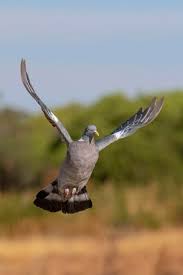 Attēlu rezultāti vaicājumam “Columba palumbus”