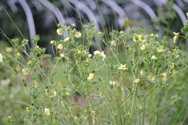 Image result for Potentilla recta