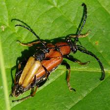 Attēlu rezultāti vaicājumam “Leptura rubra”