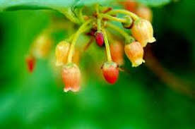 Attēlu rezultāti vaicājumam “Menziesia ferruginea”