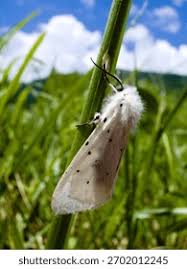 Attēlu rezultāti vaicājumam “Spilosoma lubricipeda”
