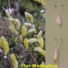 Attēlu rezultāti vaicājumam “Salix repens subsp. rosmarinifolia flower”