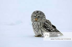 Attēlu rezultāti vaicājumam “Strix uralensis adult”