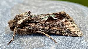 Attēlu rezultāti vaicājumam “Allophyes oxyacanthae”