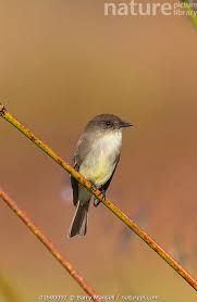 Image result for Sayornis phoebe