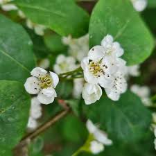 Attēlu rezultāti vaicājumam “Cotoneaster multiflorus”