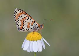 Attēlu rezultāti vaicājumam “Melitaea didyma underside”