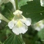 Image result for Galeopsis segetum