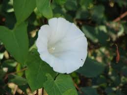 Attēlu rezultāti vaicājumam “Convolvulus arvensis flower”