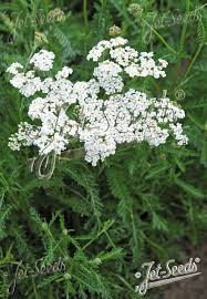 Image result for Achillea millefolium