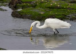 Attēlu rezultāti vaicājumam “Egretta alba adult”