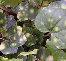 Attēlu rezultāti vaicājumam “Ligularia sibirica leaf”