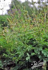 Image result for Sanguisorba minor