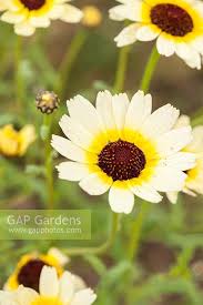 Image result for Chrysanthemum segetum