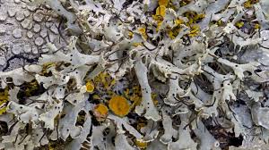 Attēlu rezultāti vaicājumam “Physcia tenella”