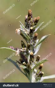 Attēlu rezultāti vaicājumam “Gnaphalium sylvaticum flower”